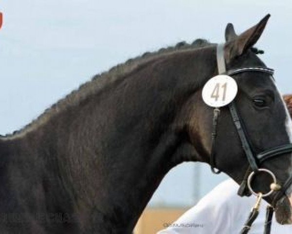 Deckhengst Géricault (Trakehner, 2010, von Shavalou)