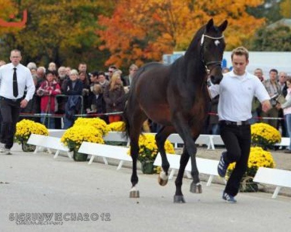 horse Indy (Trakehner, 2010, from Cadeau)