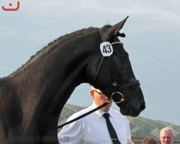 dressage horse Estorial (Trakehner, 2010, from Songline)