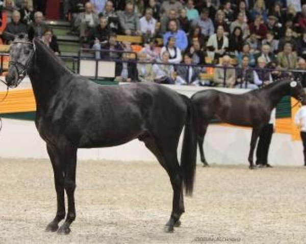 dressage horse Khancoban (Trakehner, 2010, from Le Rouge 7)