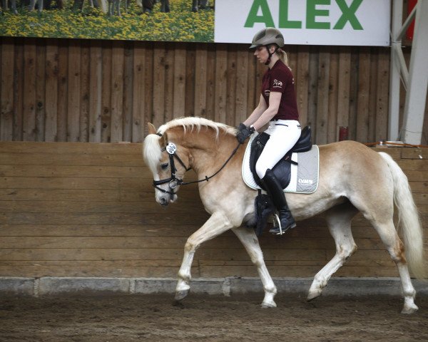 broodmare Paula (Haflinger, 2018, from Anis)