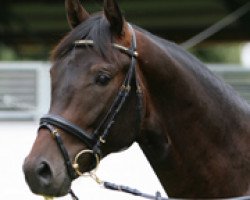 Dressurpferd Kytaro 2 (Trakehner, 2009, von Glenn Grant 5)