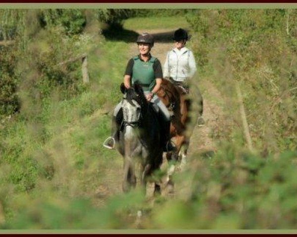 dressage horse Greta K (Trakehner, 2007, from Handryk)