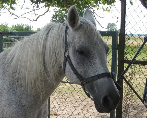 broodmare Ateyyah ox (Arabian purebred, 1991, from Zyrius ox)