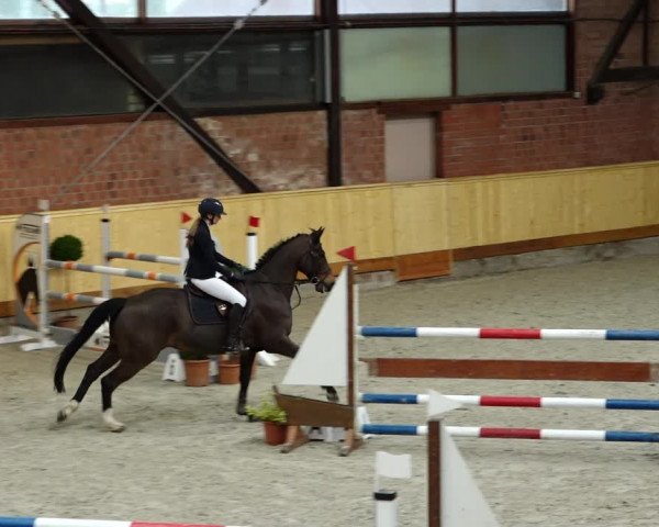 Springturnier Hamburg-Friedrichshulde/Sylva Kuhrt 2022