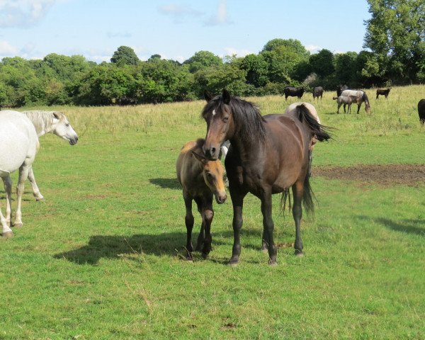broodmare Dunlewey skimmer (Connemara Pony,  , from Ashfield Plover)