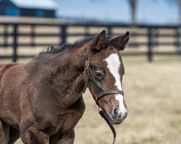 Pferd Pretty Tapit xx (Englisches Vollblut, 2022, von Tapit xx) Pferd Pretty Tapit xx (Englisches Vollblut, 2022, von Tapit xx)
