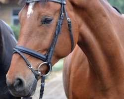 dressage horse Calendula 5 (German Warmblood, 2003, from Calimbo)