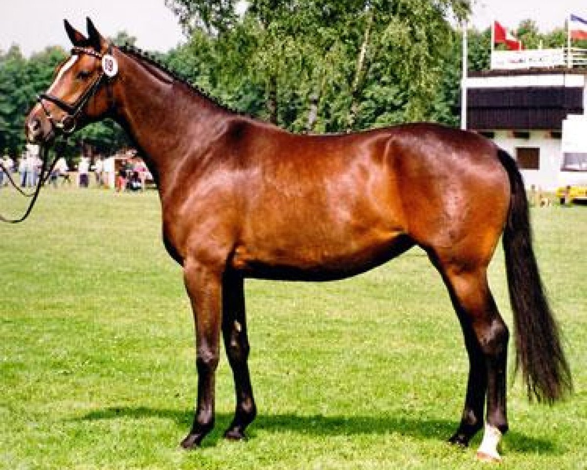 Zuchtstute Herzensfreude (Trakehner, 1998, von Tivano)