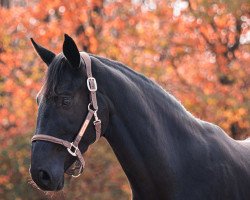 dressage horse Diana 1187 (Hanoverian, 2018, from Da Costa)