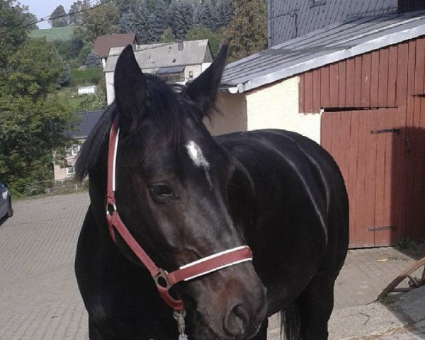 horse Uljana (Sachs-door. Heavy Warmbl., 2004, from Glenn) horse Uljana (Sachs-door. Heavy Warmbl., 2004, from Glenn)