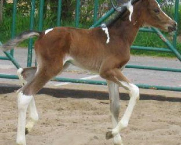 horse Pegasus 411 (German Warmblood, 2001, from Camaro)