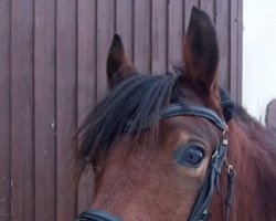 dressage horse Herkules (Sachse, 2015, from Hesselteichs Grimaldi)