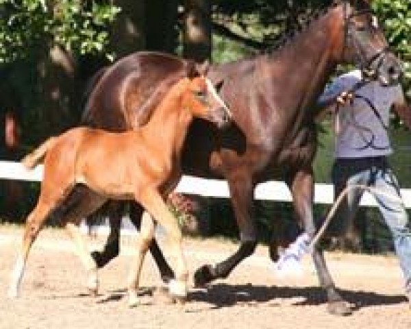 broodmare She's a Lady (Trakehner, 2006, from Perechlest)