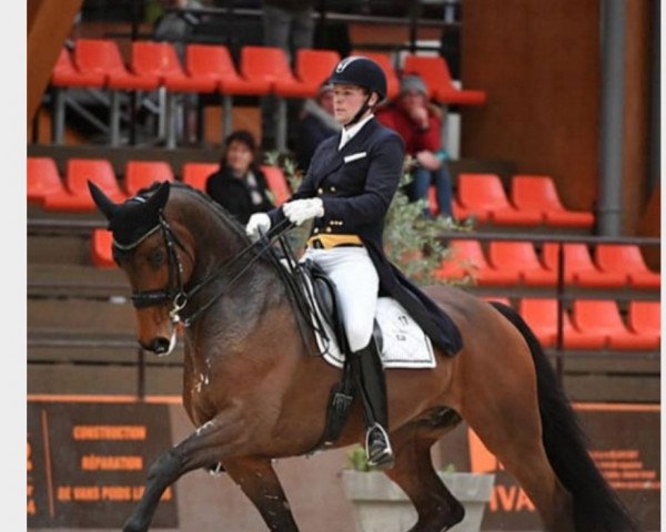 dressage horse Kontestro Db (Belgian Warmblood, 2010, from Contendro I) dressage horse Kontestro Db (Belgian Warmblood, 2010, from Contendro I)