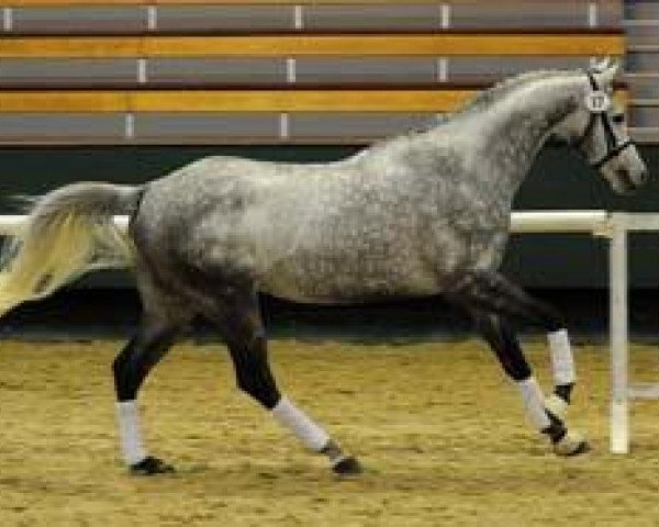 stallion Ratibor xx (Thoroughbred, 2003, from Cozzene xx)
