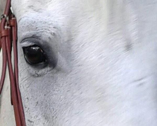 dressage horse Luzius (Rhinelander, 2004, from Lebenskünstler)