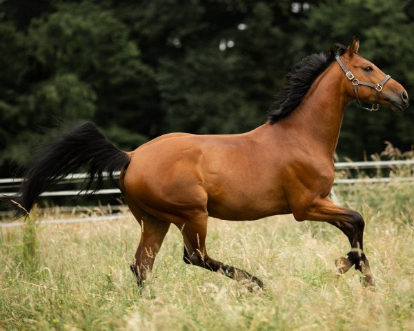 horse Pacific Blue Z (Zangersheide riding horse, 2013, from Plot Blue)