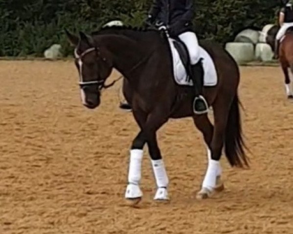 horse Double or Nothing (German Sport Horse, 2014, from Decurio 3)