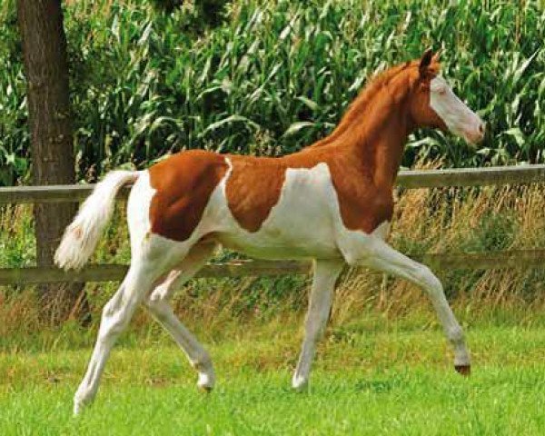 Pferd Limerick (Trakehner, 2013, von Dürrenmatt (ex Domino)) Pferd Limerick (Trakehner, 2013, von Dürrenmatt (ex Domino))