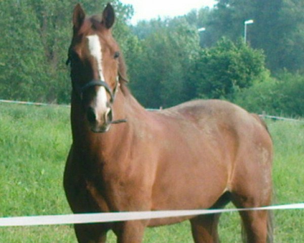 Springpferd Afri Cola 2 (Westfale, 1996, von Artwig) Springpferd Afri Cola 2 (Westfale, 1996, von Artwig)
