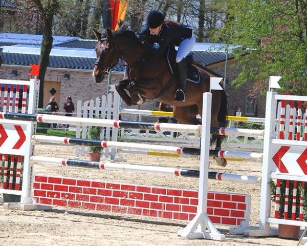 broodmare Colina (Westphalian, 2003, from Collin L)