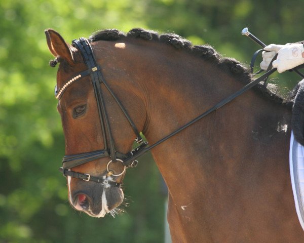 dressage horse Holsteins Offizier (German Riding Pony, 2001, from Orakel) dressage horse Holsteins Offizier (German Riding Pony, 2001, from Orakel)