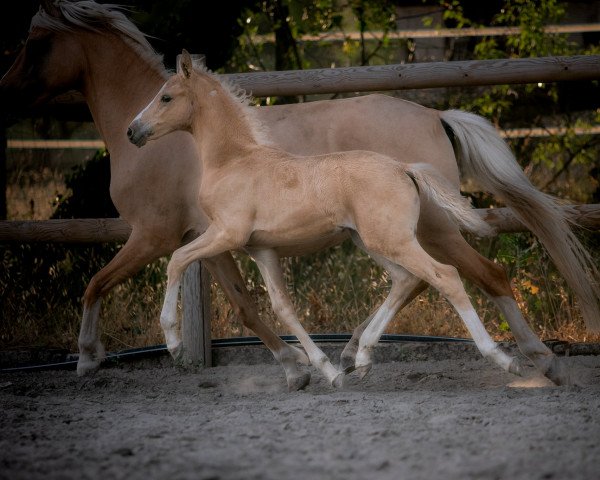 horse lovely lightning 'song (German Riding Pony, 2021, from FS Next Diamond)
