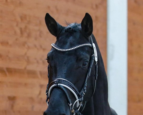 horse Cantona 2 (Hanoverian, 2014, from Cadeau Noir)