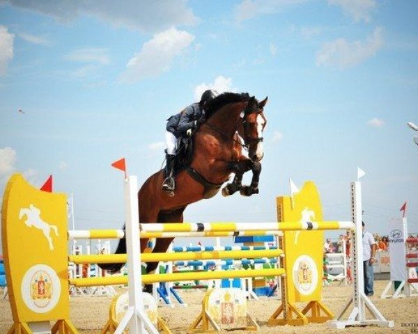 jumper Canavaro 12 (Holsteiner, 2005, from Conello)