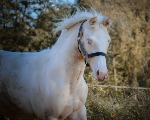 horse be my ice queen rr (German Riding Pony,  , from Herzzauber D)