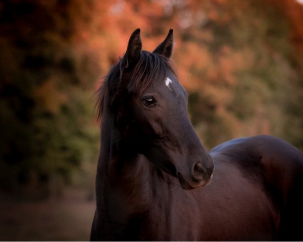 horse dei feine sonf (German Riding Pony,  , from D-Gold AT NRW)