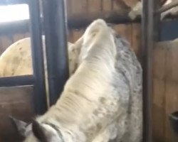 jumper Bonita 548 (unknown, 2012)