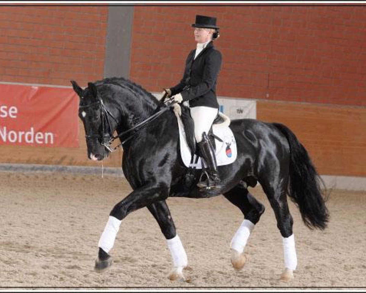 Deckhengst Mozart (Schweres Warmblut Dänemark, 1997, von Pele Lille Evagard)