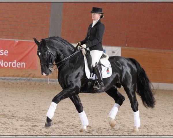 stallion Mozart (Heavy Warmblood Denmark, 1997, from Pele Lille Evagard)