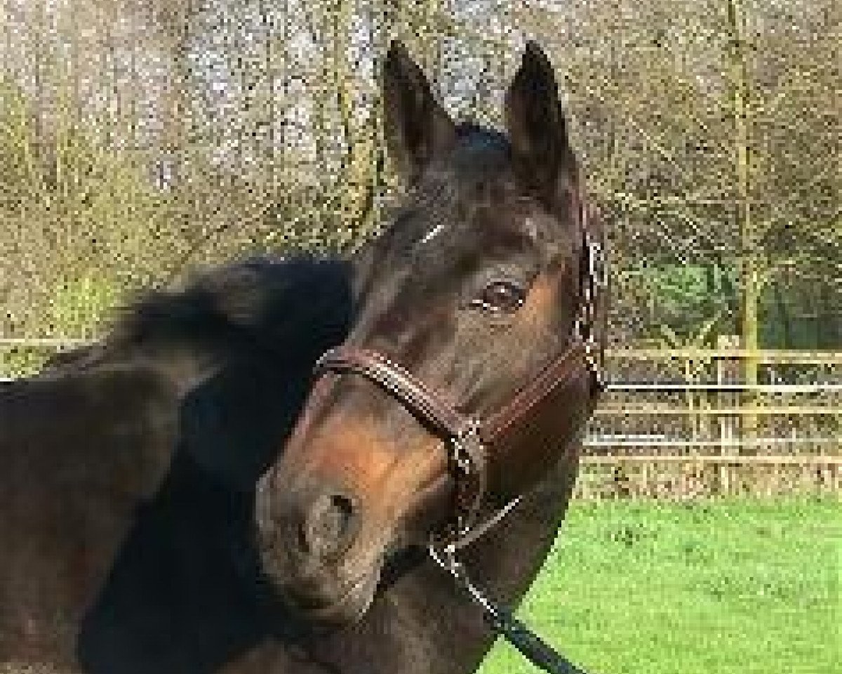 Jument de race Boleisa (Hanovrien, 1992, de Brentano II) - Zuchtstuten - Meine Homepage