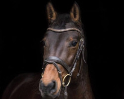 Zuchtstute Quick Cat 2 (Holsteiner, 2011, von Quick Fire)