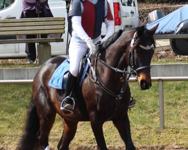 Zuchtstute Wilde Hilde (Trakehner, 2007, von Checkpoint)