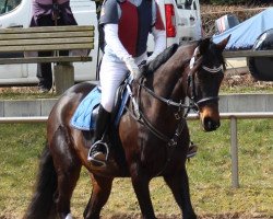Zuchtstute Wilde Hilde (Trakehner, 2007, von Checkpoint)