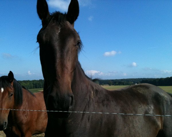 jumper Tiger (Luxembourg horse, 2007, from Tauber van het Kapelhof)