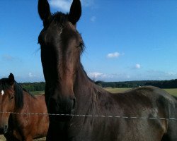 Springpferd Tiger (Luxemburgisches Reitpferd, 2007, von Tauber van het Kapelhof)