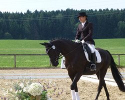 dressage horse Gema Nera (Oldenburg, 2003, from Dr Doolittle 45)