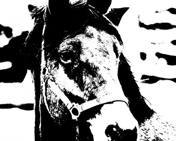 jumper Sweet Joker (Hanoverian, 1994, from Singular Joter)