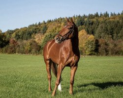 jumper Carringio Z (Zangersheide riding horse, 2012, from Cavaggio)
