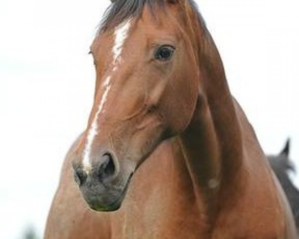 broodmare Ferris (Westphalian, 2000, from Ferragamo)
