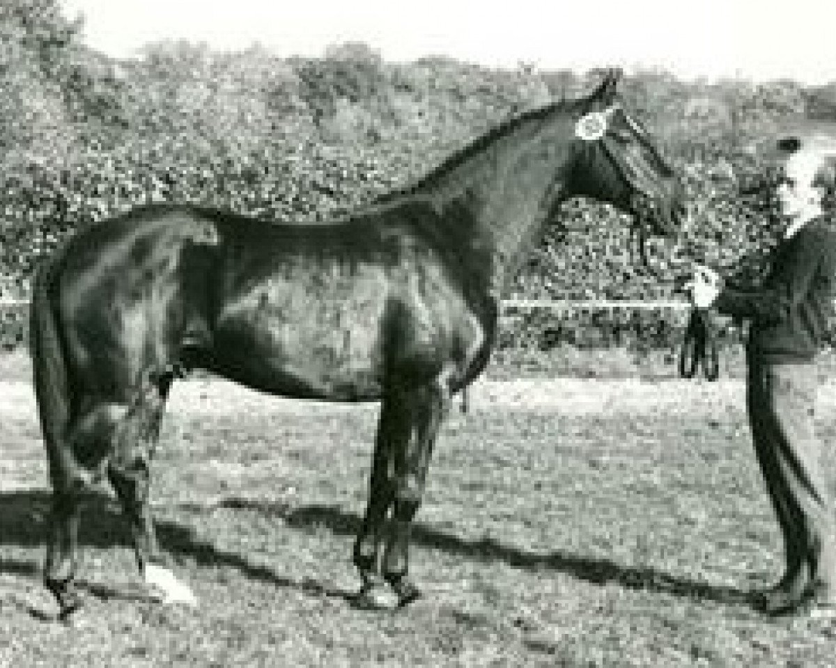 Deckhengst Pacco I (Westfale, 1987, von Paradox I 1697)