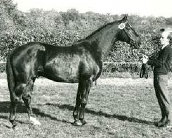 stallion Pacco I (Westphalian, 1987, from Paradox I 1697)