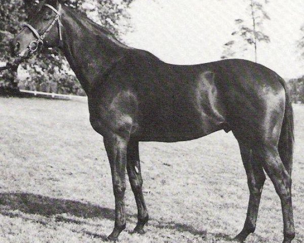 stallion Free Round xx (Thoroughbred, 1972, from Round Table xx)