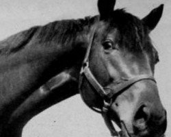 stallion Dark Star xx (Thoroughbred, 1950, from Royal Gem II xx)