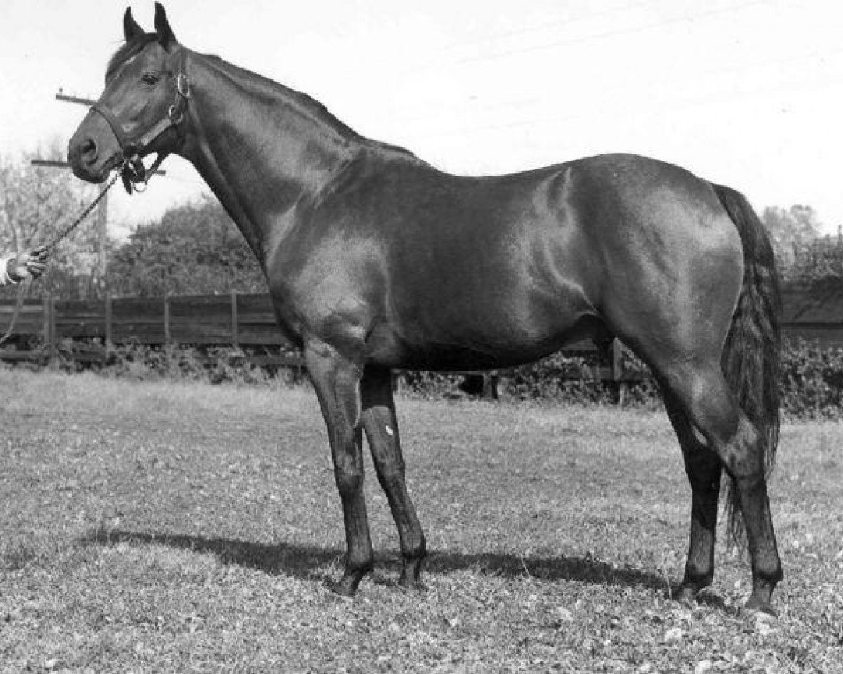 Deckhengst Princequillo xx (Englisches Vollblut, 1940, von Prince Rose xx)
